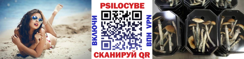 наркотики  Аргун  Галлюциногенные грибы Psilocybe 