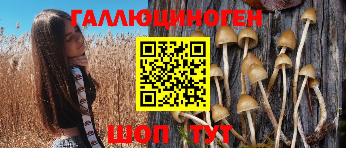 Аргун  Псилоцибиновые грибы Psilocybe  Вход с VPN 